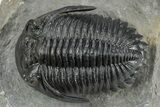 Very Nice Hollardops Trilobite - Orange Eye Preservation #245921-3